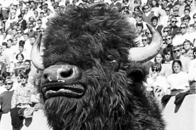 How a bison became IU's most famous mascot